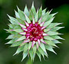 Thistle bud