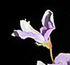 Nakd-flowered Ticktrefoil