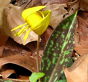 Troutlily at Merrimac Farm