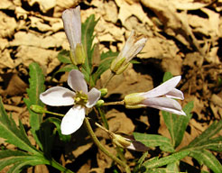 Cut-leaf Toothwort