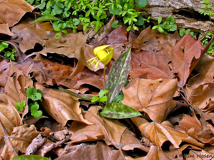  Trout Lily
