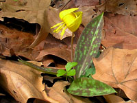 Troutlily, Erythronium umbilicatum