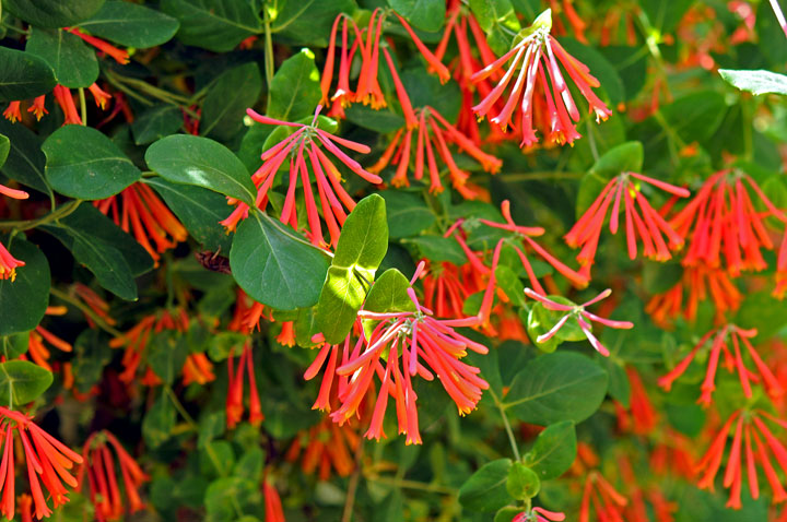 Trumpet Honeysuckle