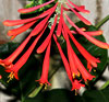 Trumpet Honeysuckle