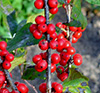 Winterberry Holly