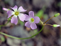 Violet Woodsorrel