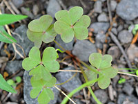 Violet Woodsorrel leaves