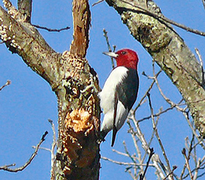 Red-headed Woodpecker at Silver Lake Park