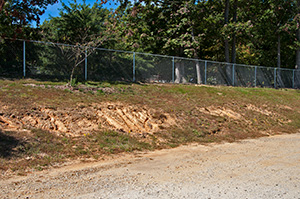 Tree Planting Site September 25 2013