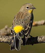 Yellow-rumped Warbler by Julia Flanagan