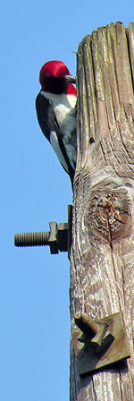 Red-headed Woodpecker