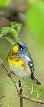 Parula warbler by Julia Flanagan