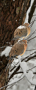 Mourning Doves fluff up to stay ward in winter.