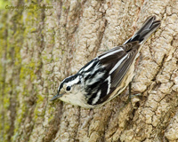 Black and White Warbler Female