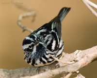Black and White Warbler, by Julia Flanagan