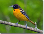 Baltimore Oriole