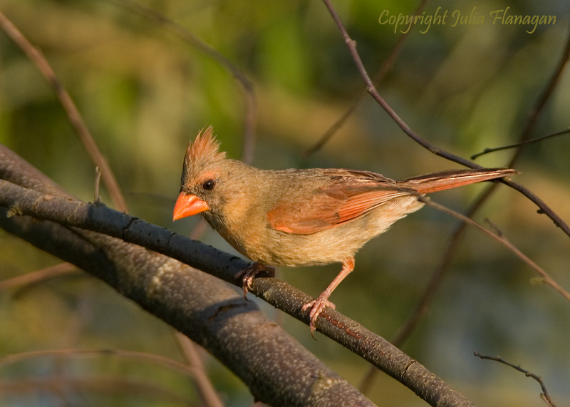 Female Nothern Cardinal