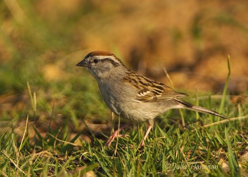 Chipping Sparrow