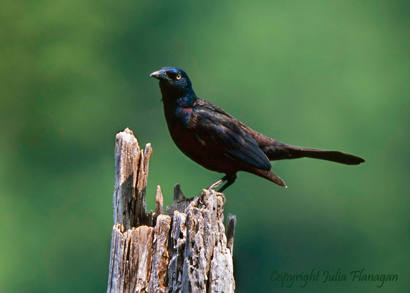 common grackle. Common Grackle