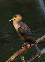 Doule-crested Cormorant