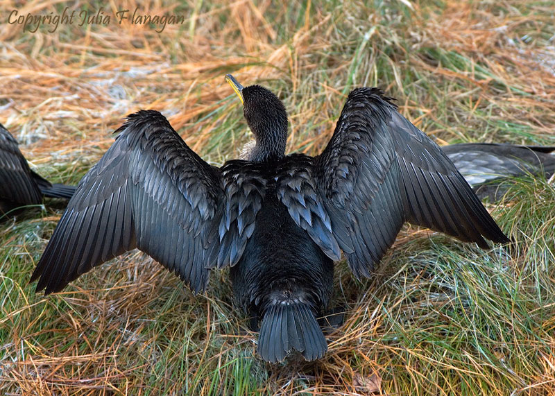  - DCCormorant_Drying_800Pix