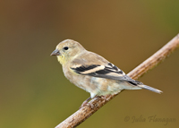 American Goldfinch, winter female