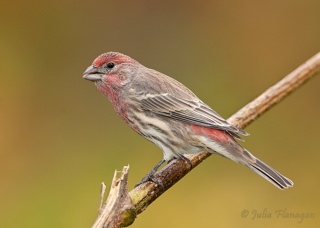 HOuse Finch, male