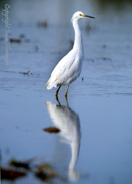 Imature Snowy Egret