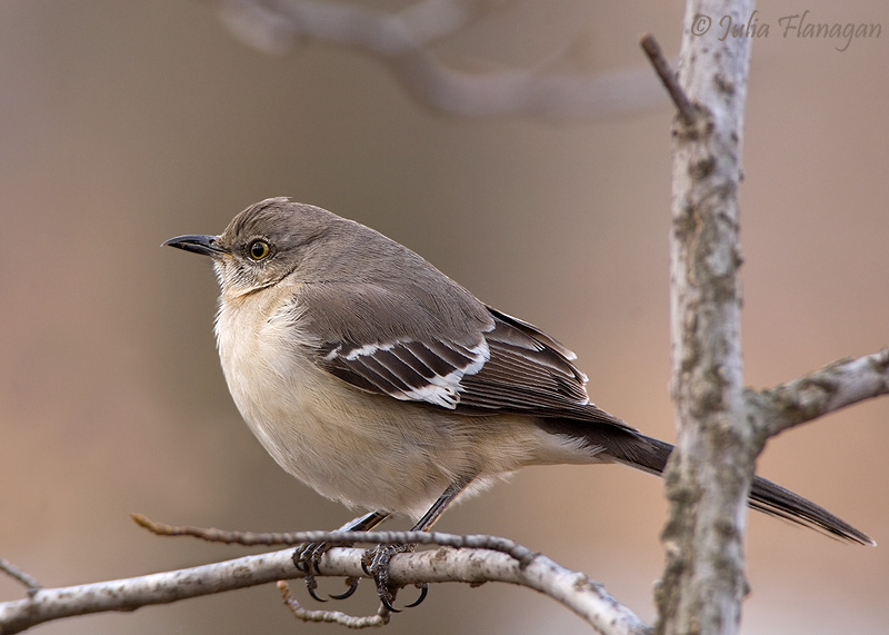 Northern Mockingbird