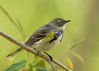 Yellow-rumped Warbler (female)