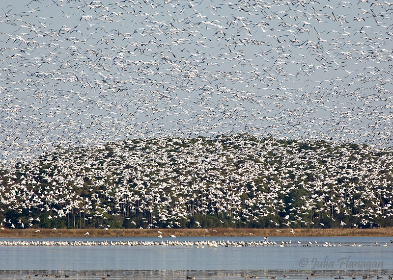 Flock of Snow Geese