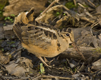 American Woodcock by Julia Flanagan