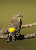 Yellow-rumped Warbler by Julia Flanagan