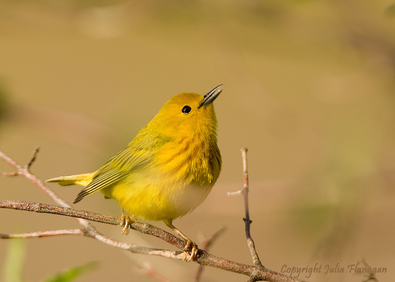 Yellow Warbler