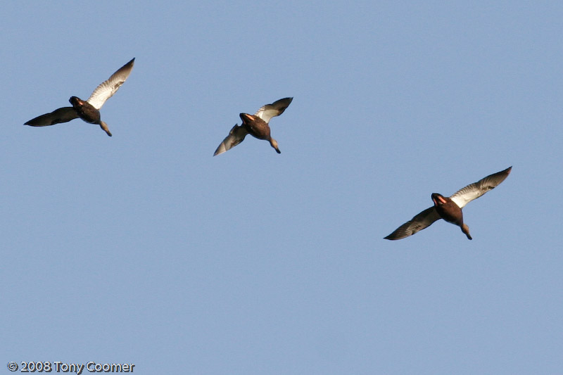 Black Ducks in Flight