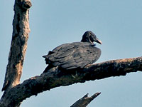 Black Vulture