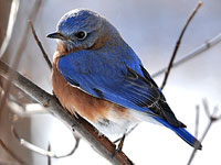 Virginia Bluebird