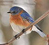 Eastern Bluebird