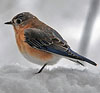 Virginia Bluebird