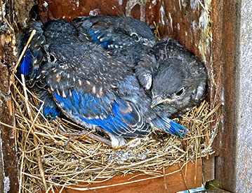 Newly hatched Bluebirds
