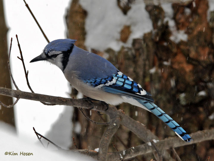 Blue Jay