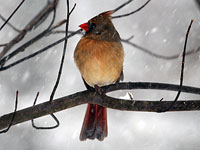 Northern Cardinal