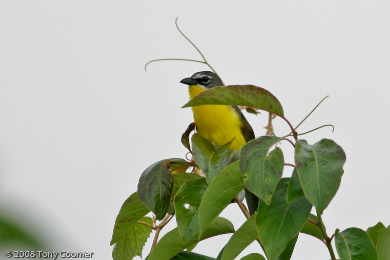 Yellow-breasted Chat
