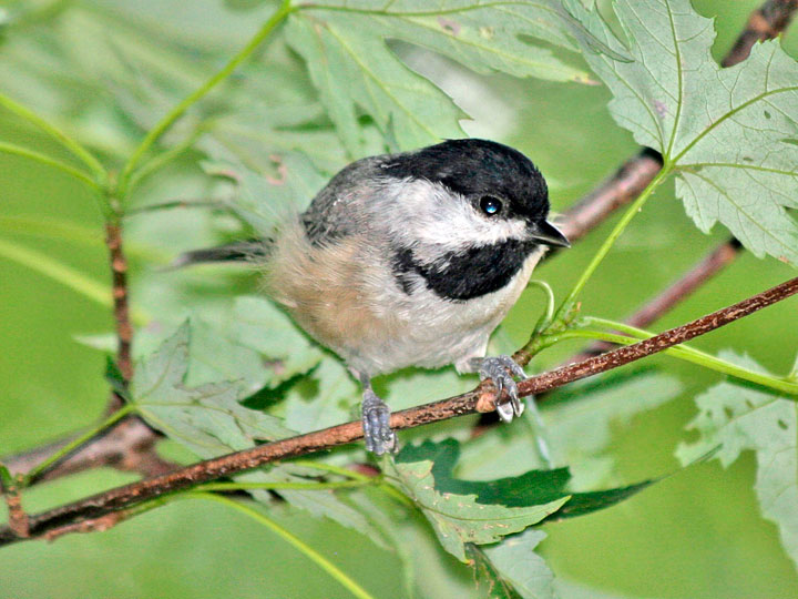 Carolina Chickadee