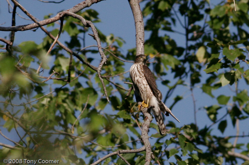 Cooper's Hawk