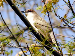 Black-billed Cuckoo at Merrimac Farm