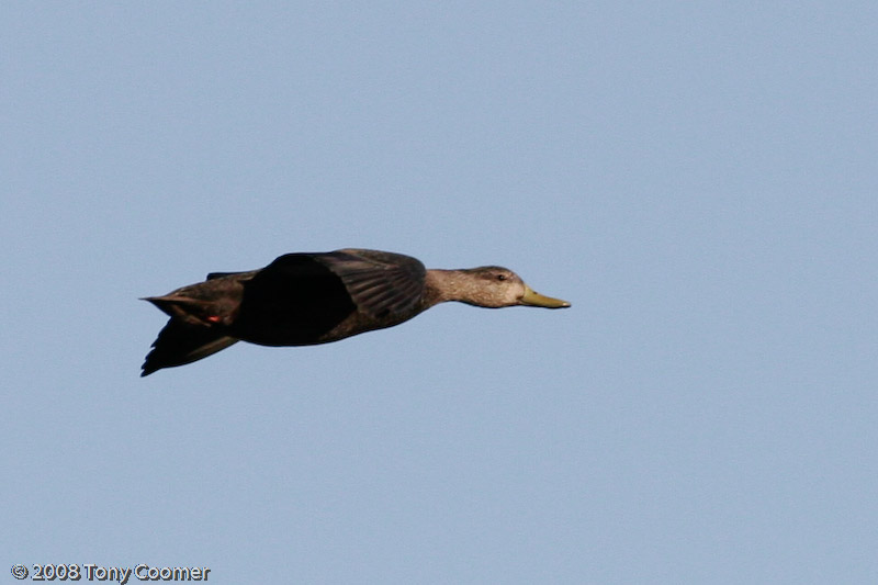 American Black Duck