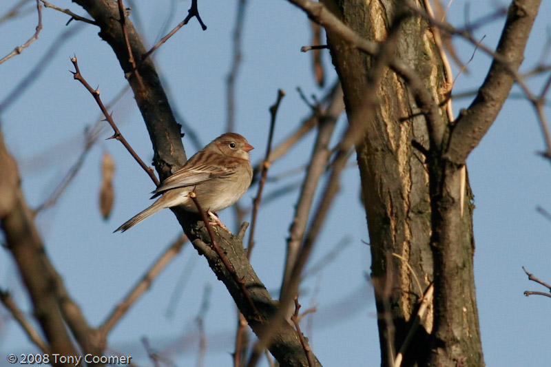 Field Sparrow