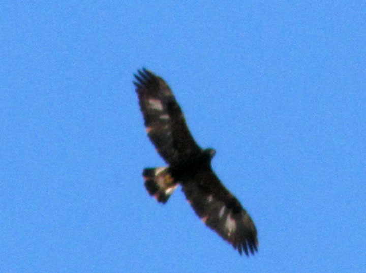 Immature Golden Eagle flying over MCB Quantico