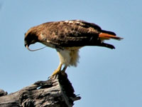 Re-tailed Hawk